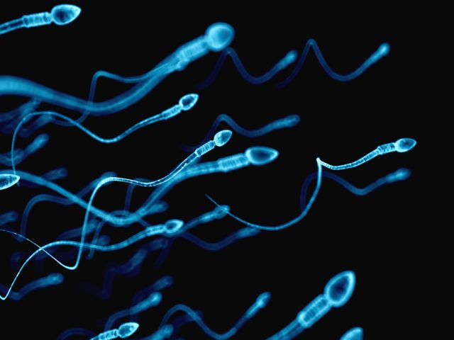Baja concentración de espermatozoides – Clínica CER